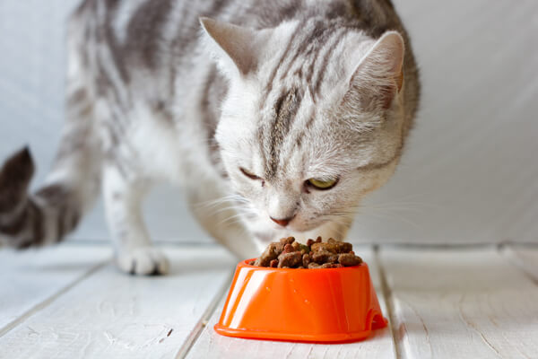 オレンジのエサ入れに入ったドライタイプのキャットフードを食べる猫
