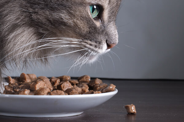 ウェットタイプのキャットフードを食べる灰色の猫