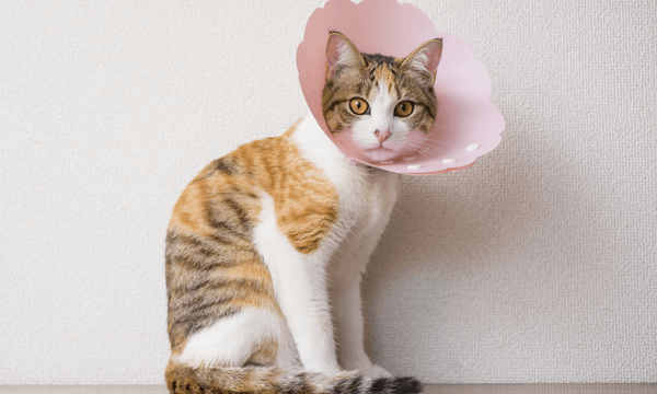 ピンクのエリザベスカラーを付けている猫