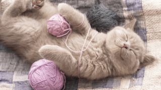 毛糸の玉と寝ている灰色の猫