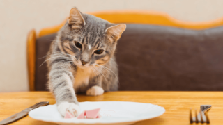 お皿に載っている肉を食べようとしている猫