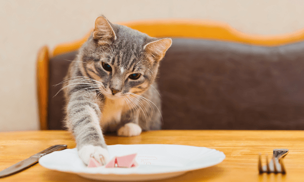 お皿に載っている肉を食べようとしている猫