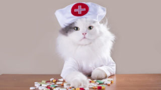 薬が散らばる薬とナース服の白猫