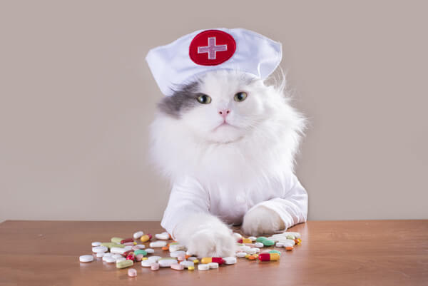 薬が散らばる薬とナース服の白猫