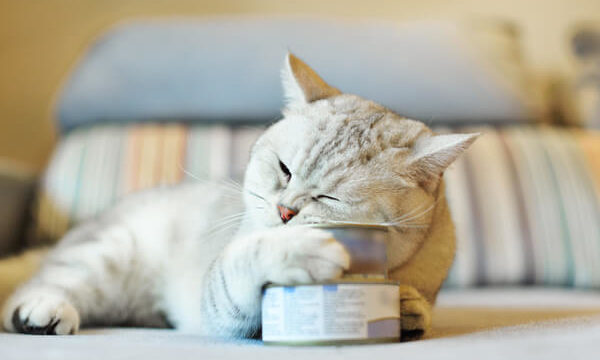 猫缶とベージュ色の猫