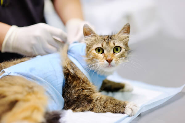 避妊手術を終えて術後服のエリザベスウェアーを付けている猫