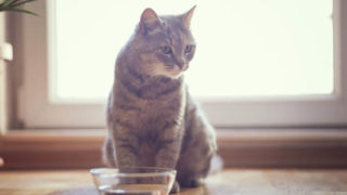 猫が水を飲まない