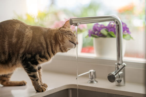 台所にある水道水を飲みすぎる猫