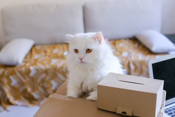 引っ越しに対してストレスを抱えている白い猫
