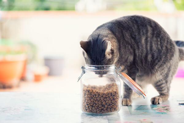 餌の保存容器を開けてキャットフードを食べようとしている猫