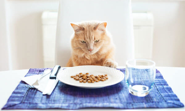 キャットフードのサンプル試食会をする猫
