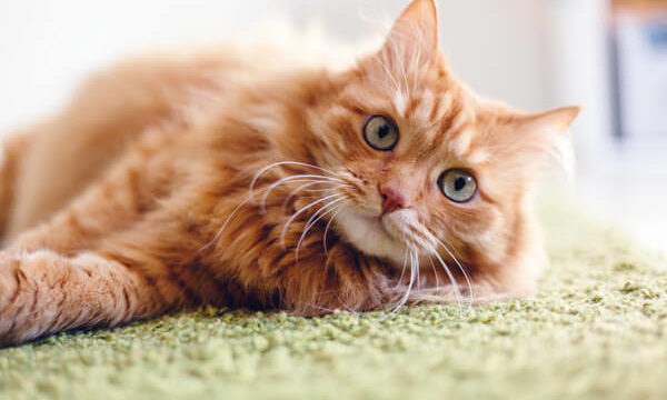毛艶が綺麗になるキャットフードを食べている綺麗な猫が緑色の絨毯に横になっている