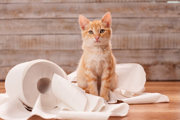 トイレットペーパーにくるまれているクリーム色の猫