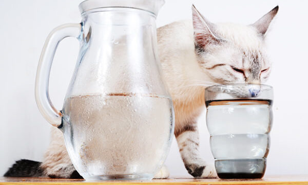 おすすめの水入れが無くてコップを使っている白い猫