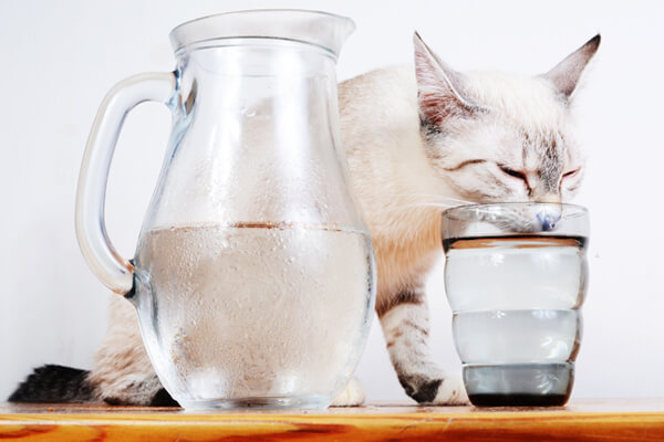 おすすめの水入れが無くてコップを使っている白い猫