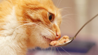 ふやかしたキャットフードをスプーンで食べている黄色い猫