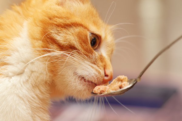 ふやかしたキャットフードをスプーンで食べている黄色い猫