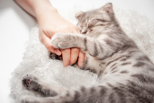 ふかふかの灰色のベットの上で飼い主の手を握りながら寝る猫