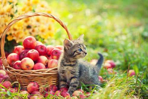 草原の中でリンゴがかごいっぱいに入ってる横できょろきょろしている猫
