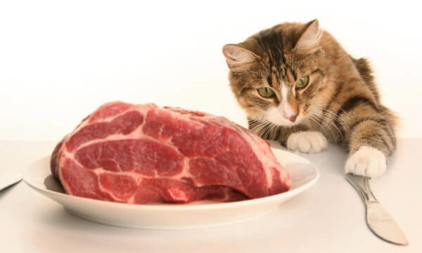 白いお皿に載った牛肉をナイフで食べようとしている肉食の猫