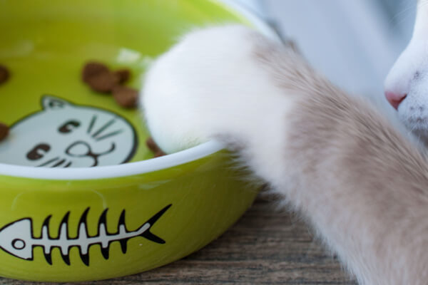 ペット用洗剤で洗った綺麗なお皿でご飯を食べる猫
